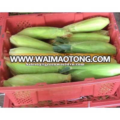 BEST SELLER: FROZEN BOILED CORN FROM VIETNAM